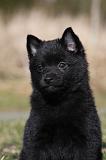 SCHIPPERKE 822